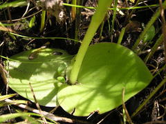 Satyrium cristatum cristatum