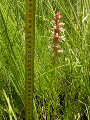 Satyrium cristatum cristatum