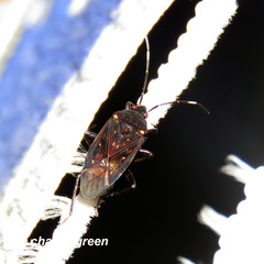 Neolethaeus assamensis