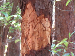 Dendroctonus adjunctus