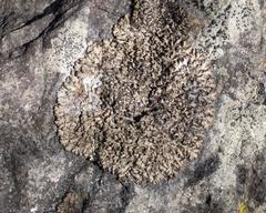 Phaeophyscia sciastra