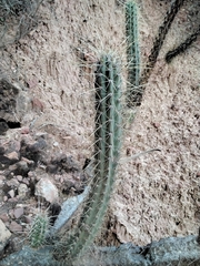 Corryocactus