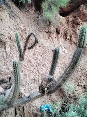 Corryocactus