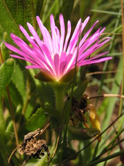 Delosperma sutherlandii