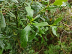 Monnina cestrifolia