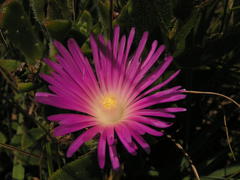 Delosperma sutherlandii