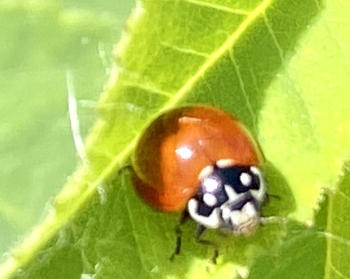 iNaturalist observation photo of Spotless Lady Beetle