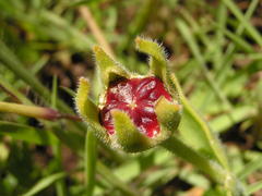 Delosperma sutherlandii