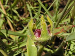 Delosperma sutherlandii