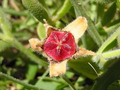Delosperma sutherlandii