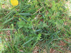 Ranunculus multifidus