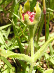 Delosperma sutherlandii