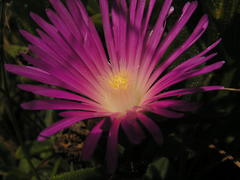 Delosperma sutherlandii