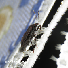 Neolethaeus assamensis