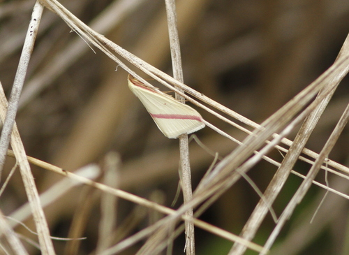 Photo of Vestal (Rhodometra sacraria)
