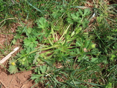Ranunculus multifidus