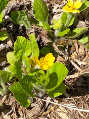 Chrysogonum