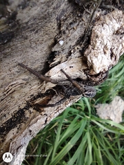 Schizocosa malitiosa