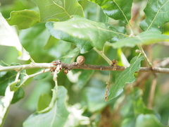 Disholcaspis quercusglobulus