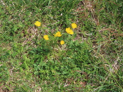 Ranunculus multifidus