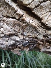 Schizocosa malitiosa