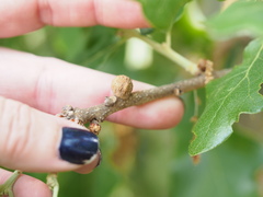 Disholcaspis quercusglobulus