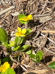 Chrysogonum