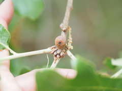 Disholcaspis quercusglobulus