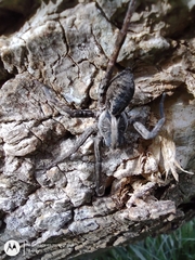 Schizocosa malitiosa