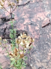 Ophryosporus
