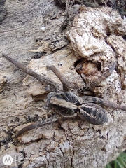 Schizocosa malitiosa