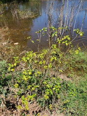 Stigmaphyllon retusum