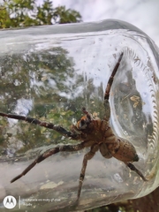 Schizocosa malitiosa