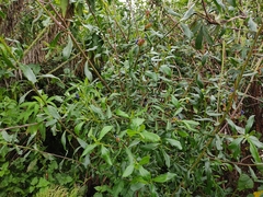 Monnina cestrifolia