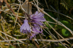 Soldanella