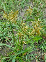 Cyperus