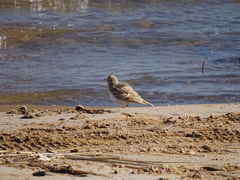 Galerida cristata