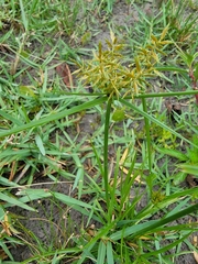 Cyperus