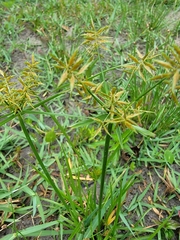 Cyperus