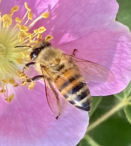 iNaturalist observation photo of Western Honey Bee
