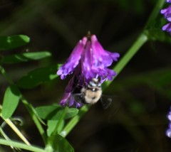 Xylocopa tabaniformis