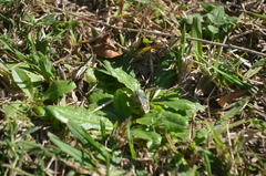 Burnsius orcynoides