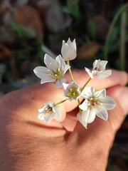 Allium massaessylum