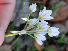 Allium massaessylum