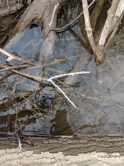 Emydoidea blandingii