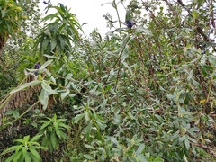 Monnina cestrifolia