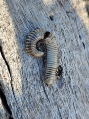 Ommatoiulus lusitanus