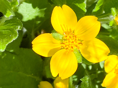 Chrysogonum