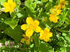 Chrysogonum