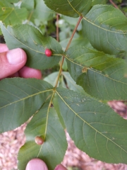 Phylloxera caryaeglobuli